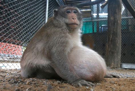 Thailand's chunky monkey on diet after gorging on junk food | WOAI