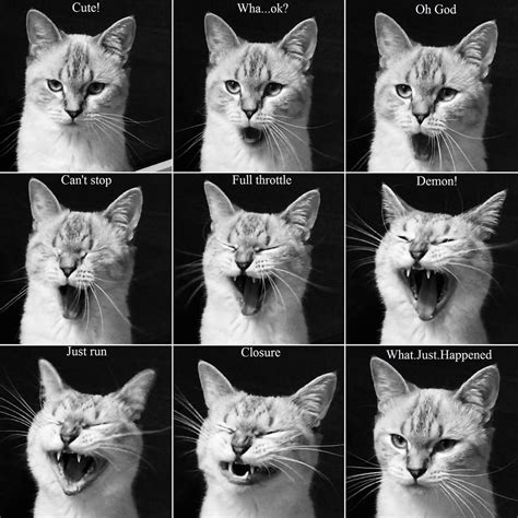 “Stages of a cat yawn” - ... | Cat yawning, Cat anatomy, Cat expressions