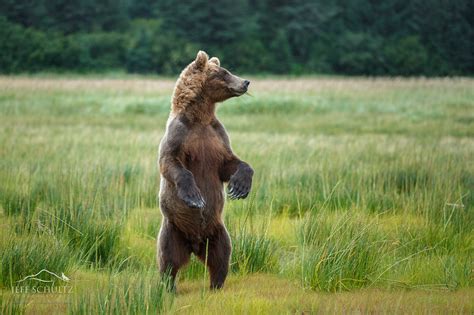 Wildlife & Bird Photography of Alaska - Jeff Schultz Photography