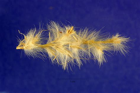 Cane Bluestem (Bothriochloa barbinodis)