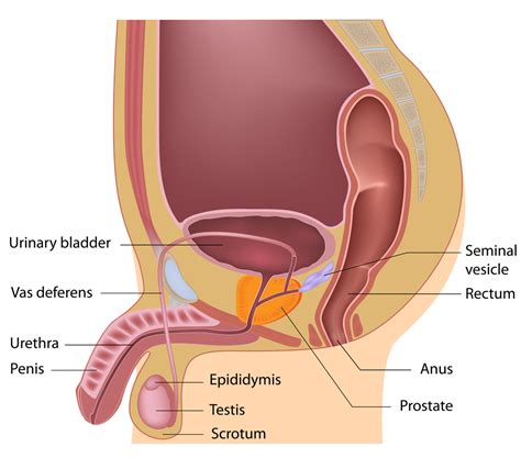 Prostatitis - Physio Now & Applewood Sports and Physio