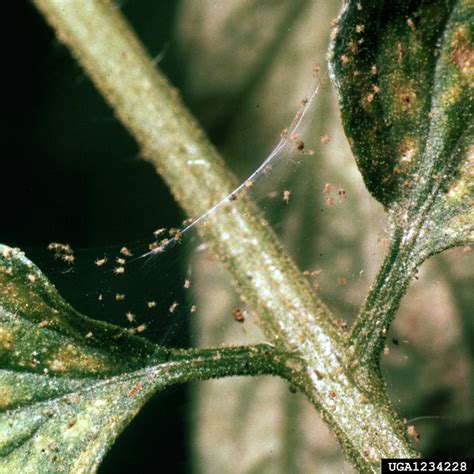 spider mites (Family Tetranychidae)