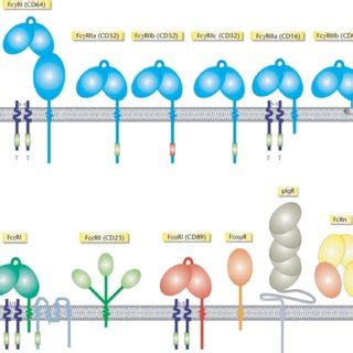 (PDF) Fc receptors