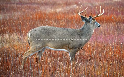 Improved Shot Placement for Enhanced Hunting Success | National Deer Association