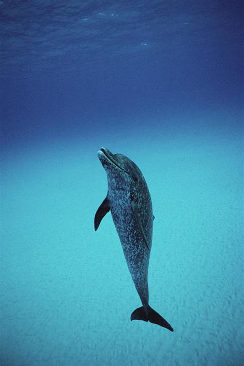 peaceful eyes - Atlantic Spotted Dolphin