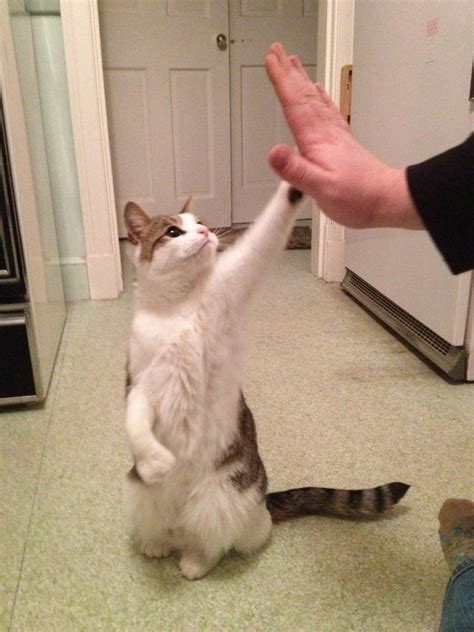 Cat high fiving! : r/MemeTemplatesOfficial