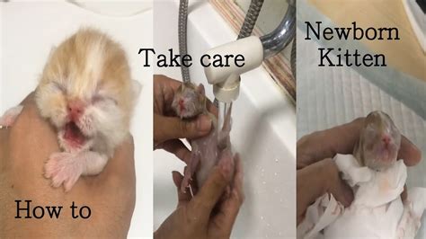 How to take care of newborn kitten after birth - YouTube