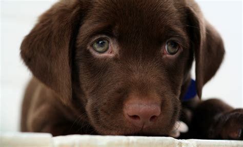 Chocolate Lab Puppy Wallpaper (60+ images)