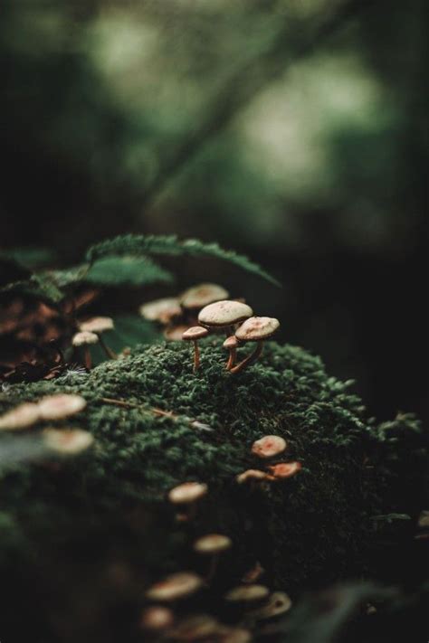 forest | Tumblr | Dark green aesthetic, Forest photography, Nature aesthetic