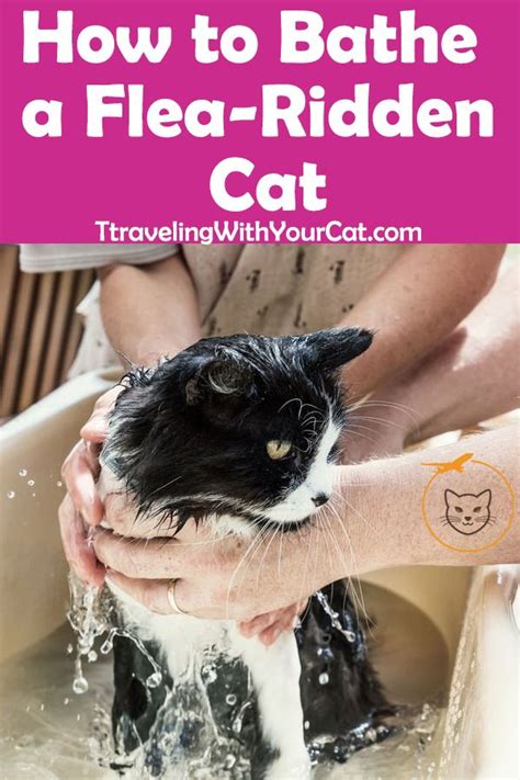 How to Bathe a Flea-Ridden Cat | Flea bath for cats, Cat fleas, Cats