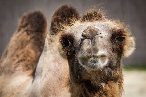 | shanglulu Strange facts about the camel that you do not know There ...