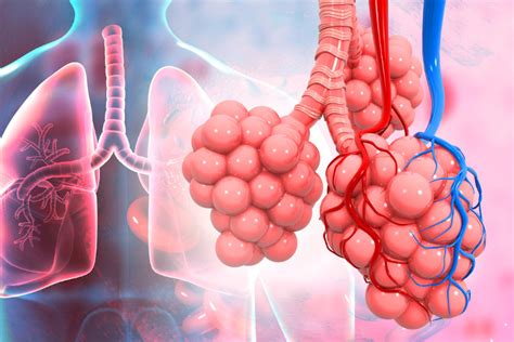 Caracteristicas De Los Alveolos Pulmonares Y Capilares Sanguineos - Dinami