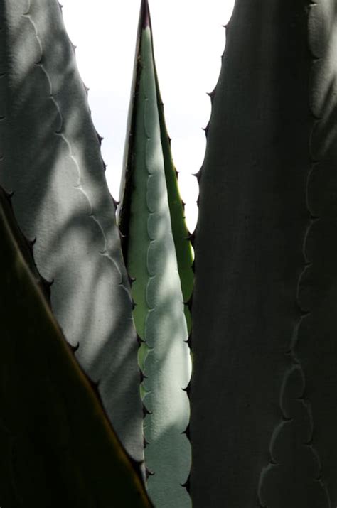 Free stock photo of maguey, plant