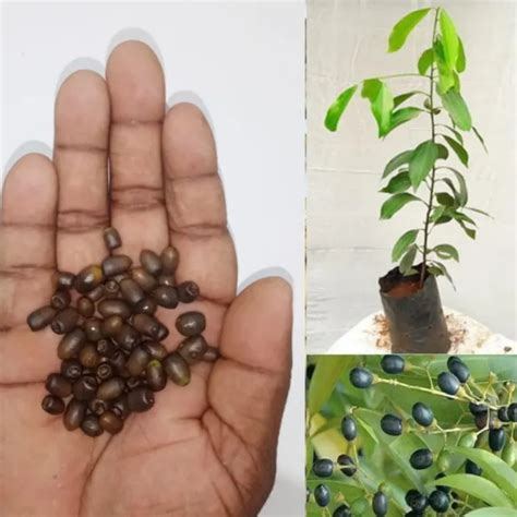 CINNAMON TREE SEEDS (Cinnamomum verum) Fast Growing Ceylon plant 20 seeds $7.50 - PicClick