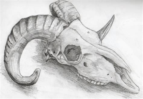 Ram Skull by Theupsidedownpenguin on DeviantArt