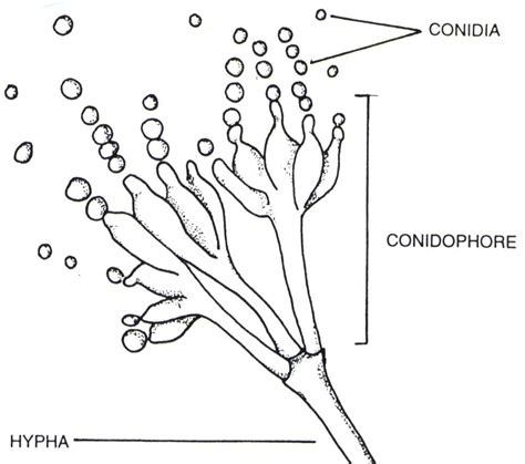 Spores fungi| Sexual & Asexual spores| Ascospores| Basidiospores