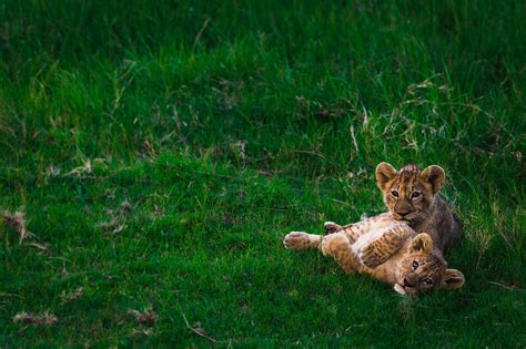 Siblings - | Lion cubs playing, Animals, Cute baby animals