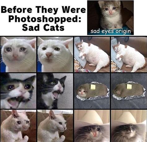 Meme Generator Crying Cat Thumbs Up - You can now download for free this crying cat meme ...