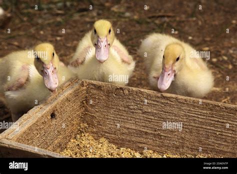 Baby duck farm animal hi-res stock photography and images - Alamy