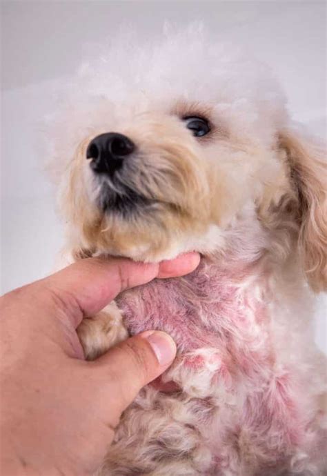 Dog Food Allergies: Symptoms And Treatments