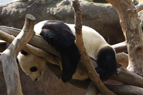 Panda Bear - San Diego Zoo | Panda Bear - San Diego Zoo | Flickr