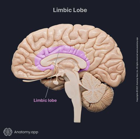 Brain | Encyclopedia | Anatomy.app | Learn anatomy | 3D models, articles, and quizzes