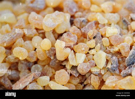 Vegetal resin hi-res stock photography and images - Alamy