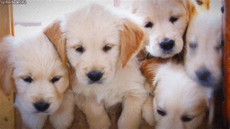 30 Of The Most Adorable Puppy GIFs We've Ever Seen | Puppies gif, Cute ...