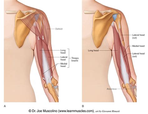 Triceps Brachii - Learn Muscles