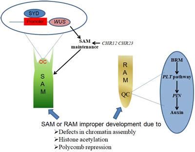Frontiers | Regulation of Plant Growth and Development: A Review From a Chromatin Remodeling ...