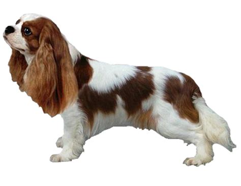 Cavalier King Charles Spaniel Grooming