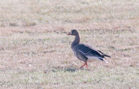 Bill Hubick Photography - Greater White-fronted Goose (Anser albifrons)