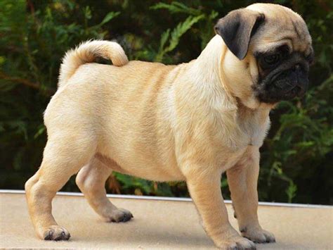 vodafone pug dog price in india | What is the cost of a baby pug in India?