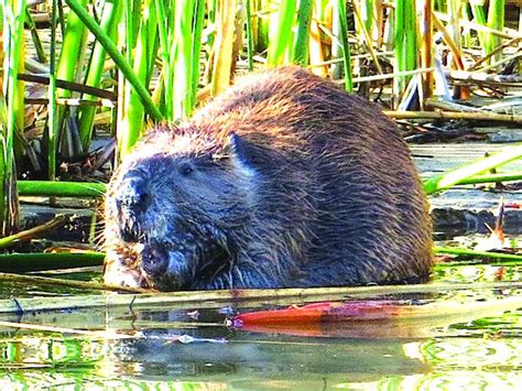 Photos: Wildlife in Lake Havasu City | Galleries | havasunews.com