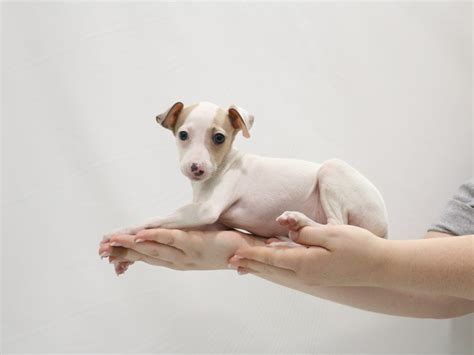 Italian Greyhound-DOG-Female-White / Blue Fawn-3305845-My Next Puppy