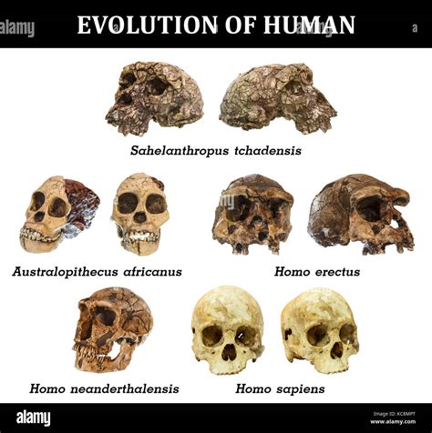 Evolution of human skull ( Sahelanthropus tchadensis . Australopithecus ...