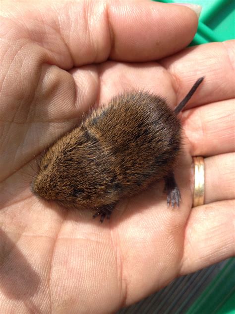 Baby muskrat | Baby beaver, Baby animals, Animals