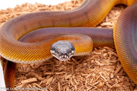 White Lipped Python – Female | Outback Reptiles