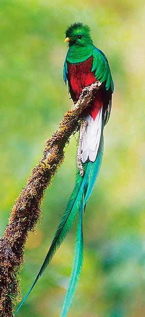 Our Quetzal LogoEnfoque Ixcan – Focus on Ixcan Guatemala