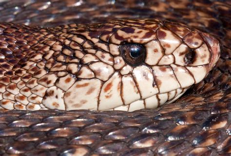 Florida Pine Snake | Pituophis melanoleucus mugitus Large ad… | Flickr