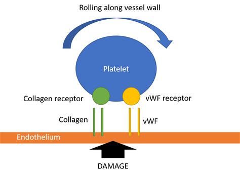 Platelets - Function - Aggregation - Adhesion - TeachMePhysiology