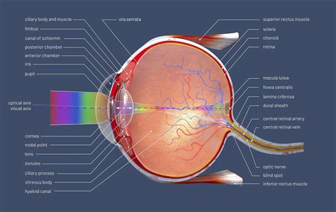 Anatomy Of The Eye Human Eye Anatomy Eye Anatomy Huma - vrogue.co