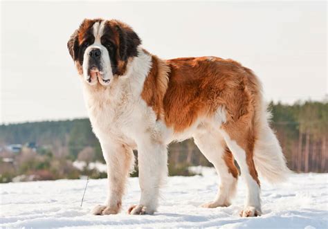 St. Bernard Puppies for Sale Near Me | Central Park Puppies