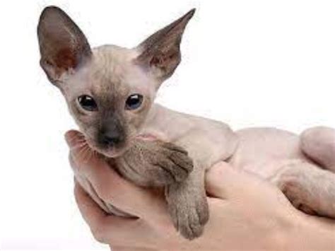 Cách nuôi mèo Peterbald không lông đắt nhất thế giới