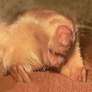 Marsupial Mole Characteristics, Habitat, Diet, Video | Itjaritjari