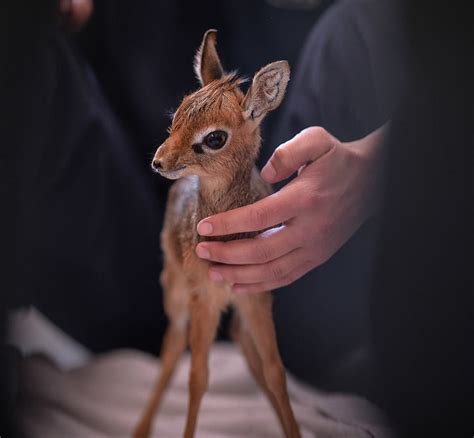 Tiny Orphaned Dik-dik Hand-reared at Chester Zoo | Dik dik, Chester zoo, Zooborns