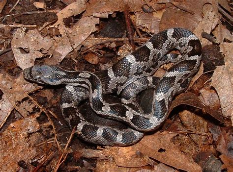 The Juvenile Black Rat Snake Sometimes Mistaken as Venomous | South Carolina Public Radio