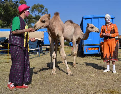 'Alberton supports the circus' - Brian Boswell Circus | Alberton Record