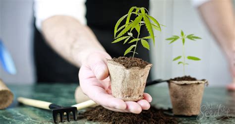 Indoor Cannabis Cultivation: Essential Tools - WeedSeedShop