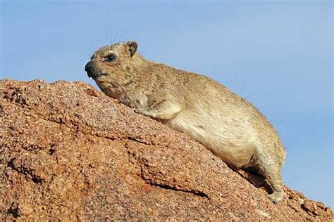 Hyrax - Wikiwand